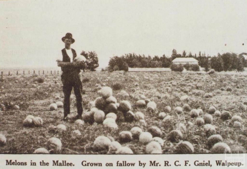 Melons grown by Mr Gniel, Walpeup, 1921