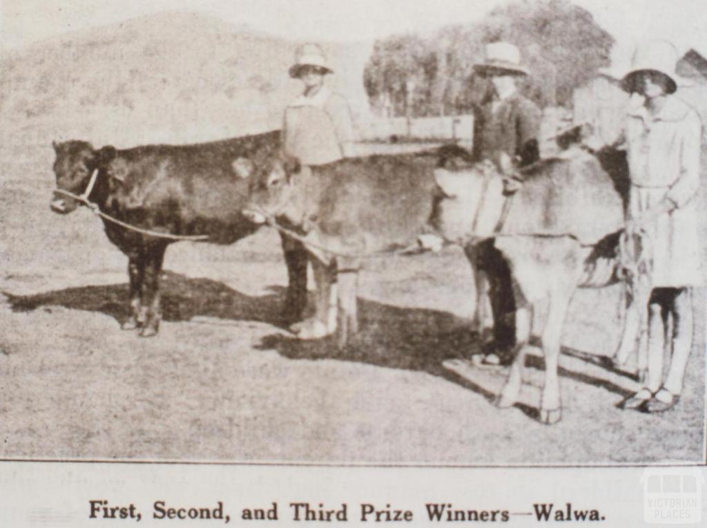 Prize calves, Walwa, 1929