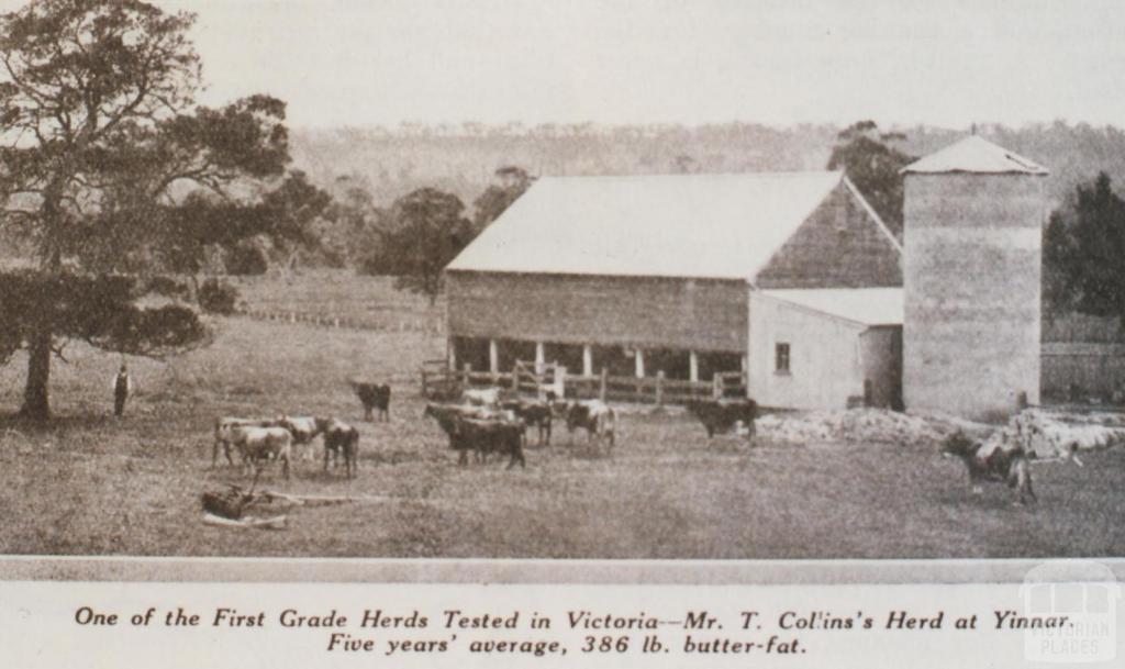 Mr T Collin's herd at Yinnar, 1931