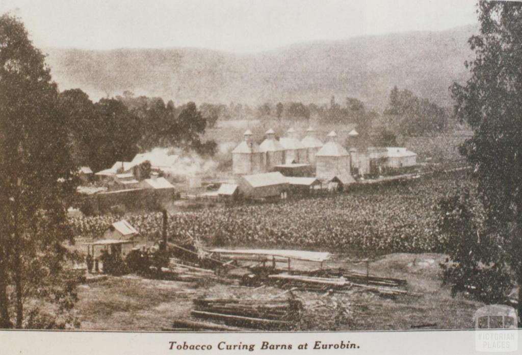 Tobacco curing barns at Eurobin, 1932