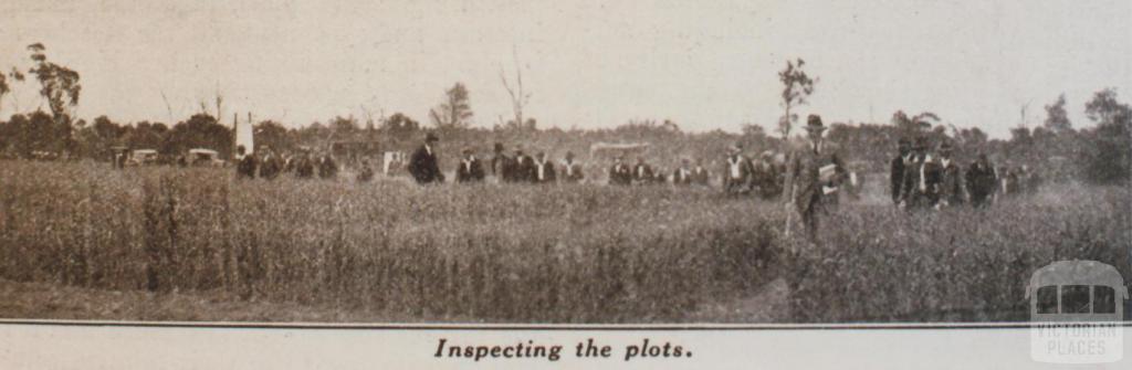 Mallee wheat tests, field day at Werrimull, 1932