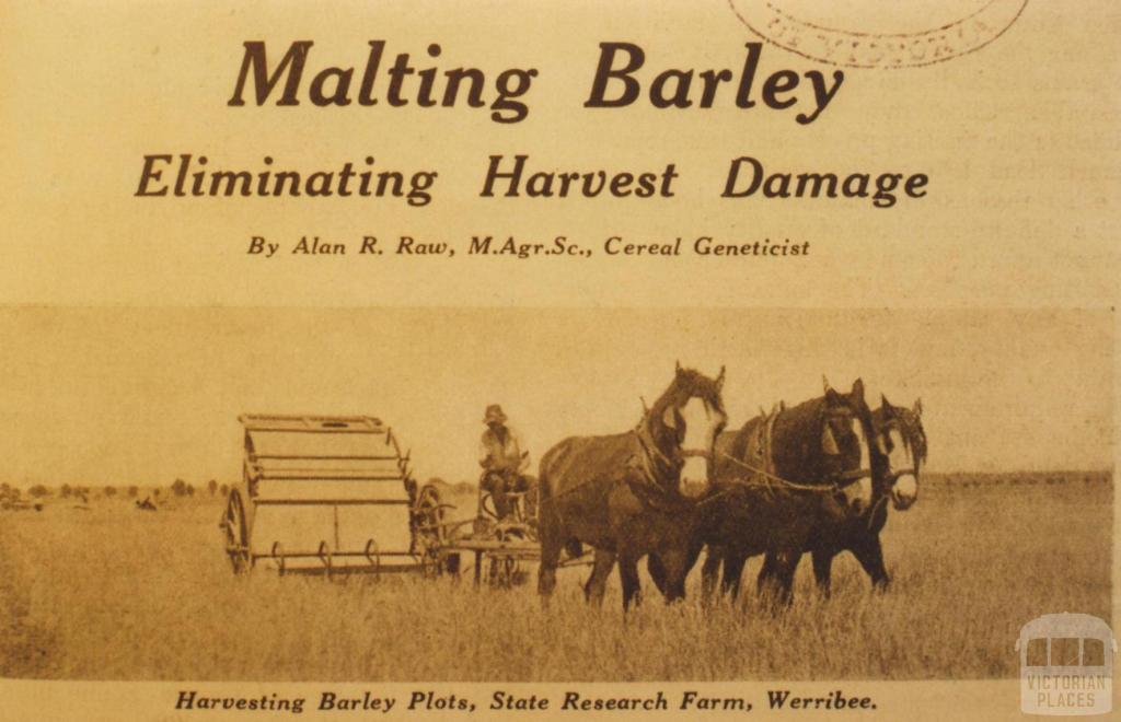 Harvesting barley plots, State Research Farm, Werribee, 1934