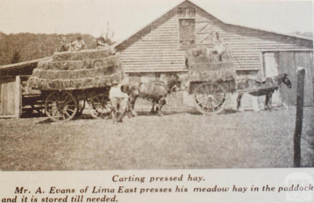 Carting pressed hay, Lima East, 1935