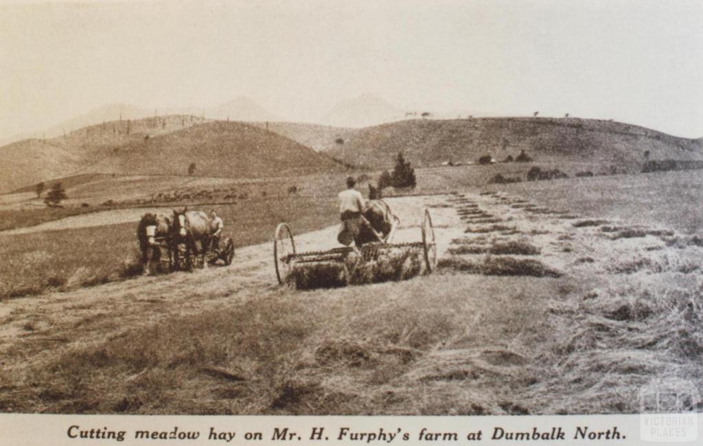 Cutting meadow hay at Dumbalk North, 1936