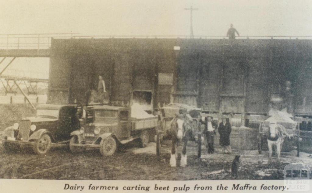 Carting beet pulp from Maffra factory, 1936