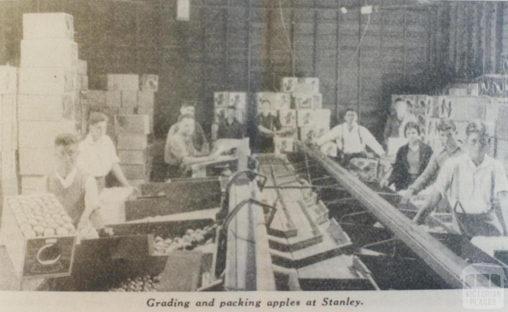 Grading and packing apples, Stanley, 1939