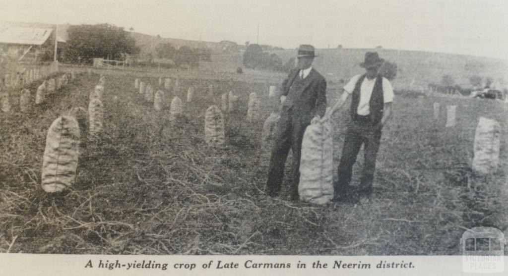 Crop of Late Carmans in Neerim district, 1939