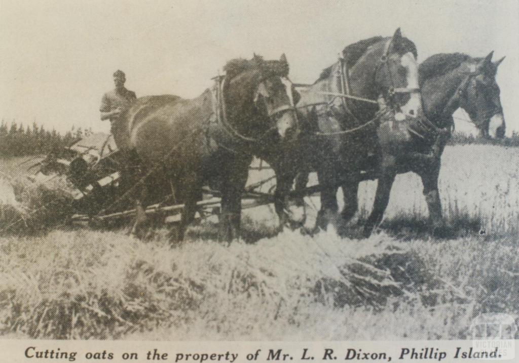 Cutting oats, Phillip Island, 1940