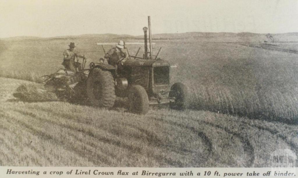 Harvesting Liral Crown flax at Birregurra, 1940