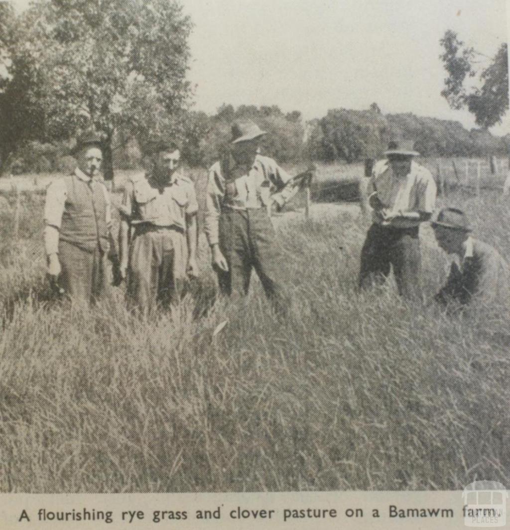 Pasture on Bamawm farm, 1946