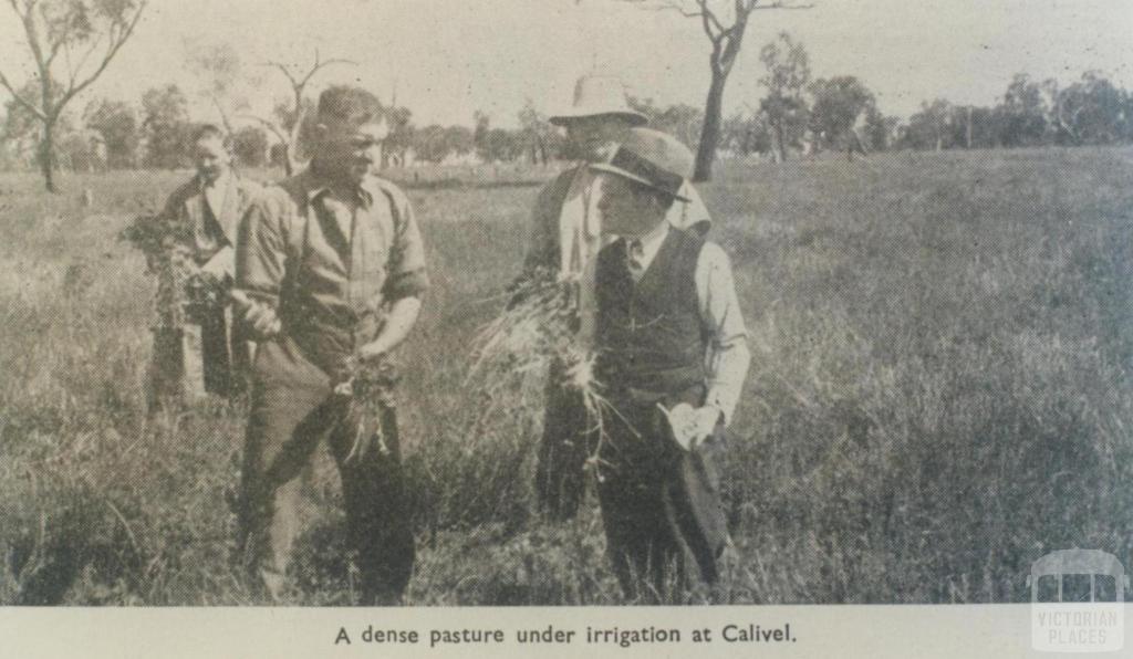 Pasture under irrigation at Calivel, Pyramid Hill, 1947