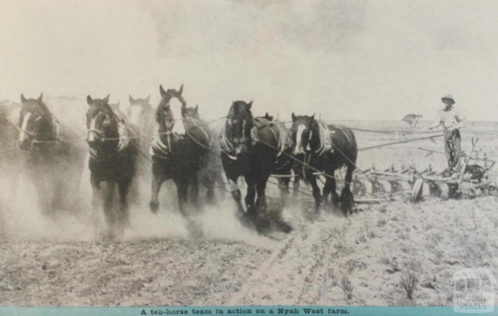 Ten horse team on Nyah West farm, 1947