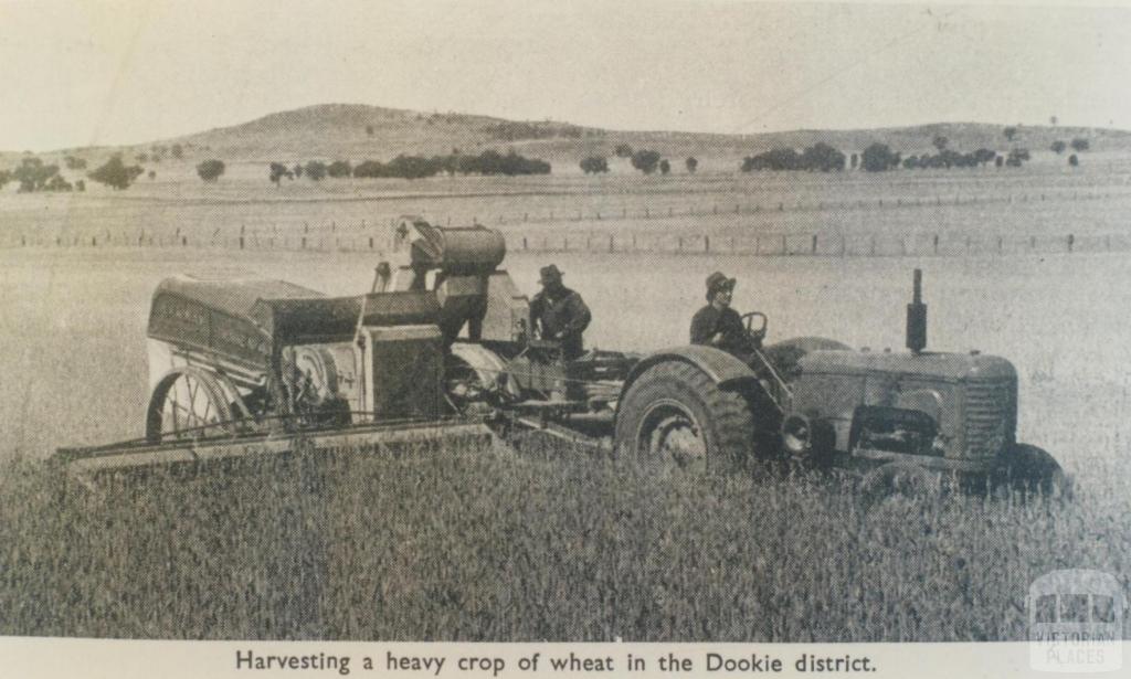 Harvesting wheat, Dookie district, 1949