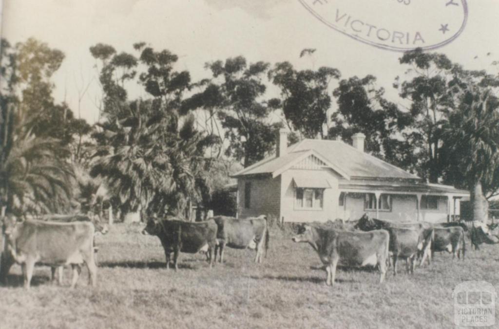 Dairy holding, Tongala, 1953