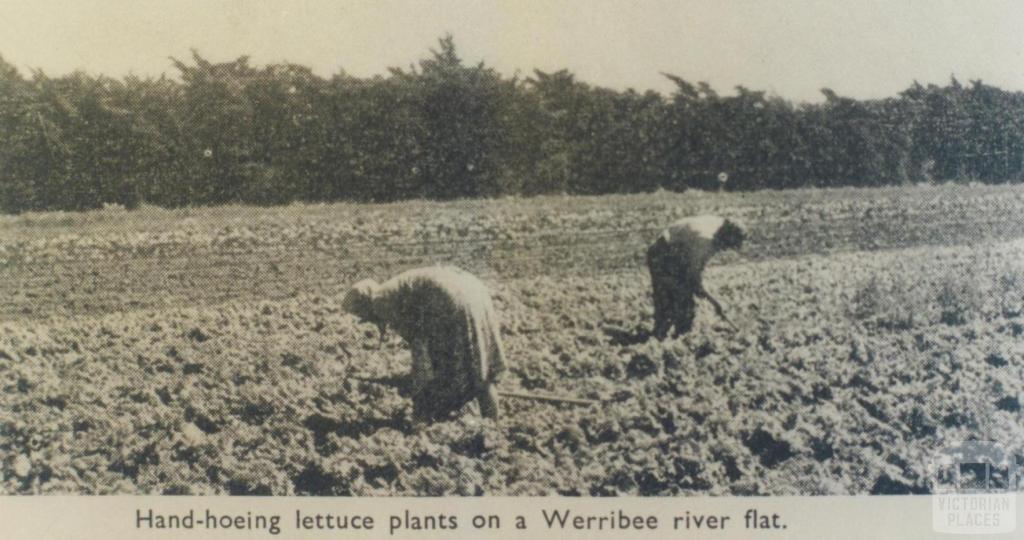 Hand-hoeing lettuce, Werribee, 1955