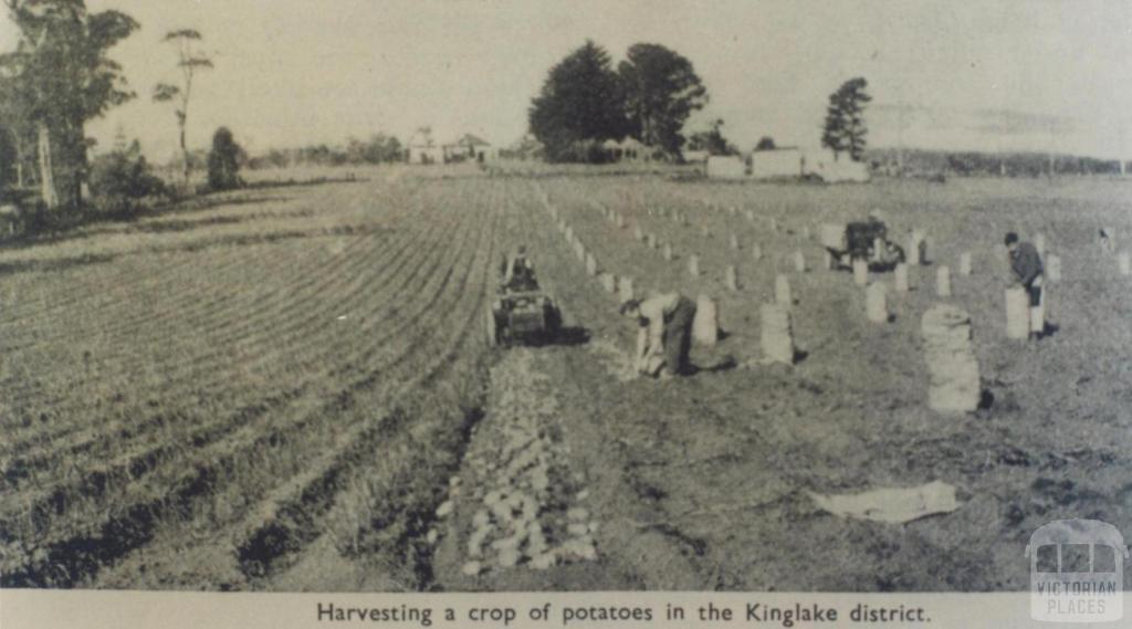 Harvesting potatoes, Kinglake district, 1951