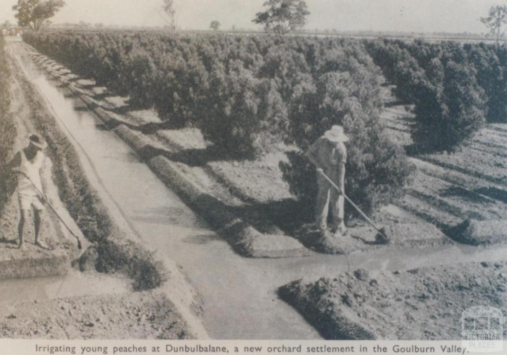 Irrigating young peaches 'Invergordon', 1963