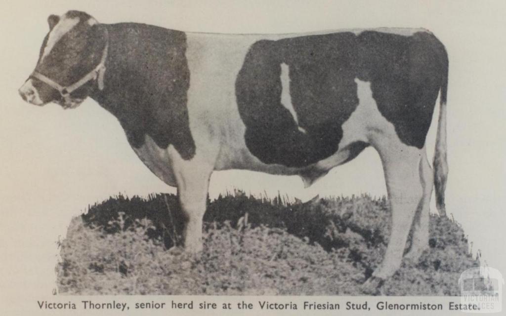 Herd sire at Victoria Fresian Stud, Glenormiston estate, 1963