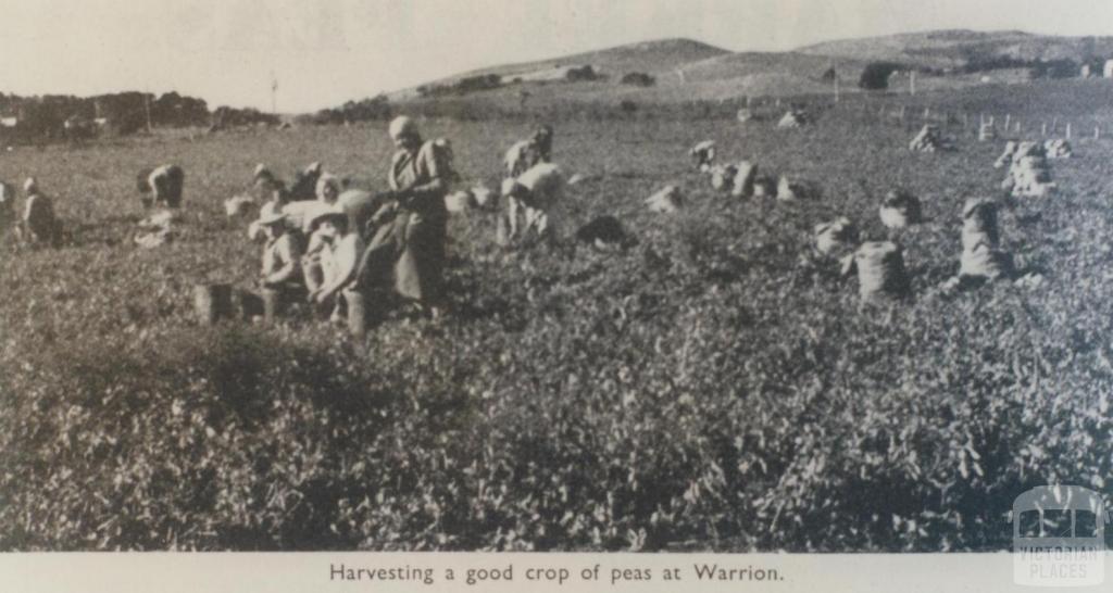 Harvesting peas, Warrion, 1963