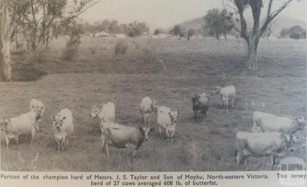 Champion Jersey herd, Moyhu, 1964