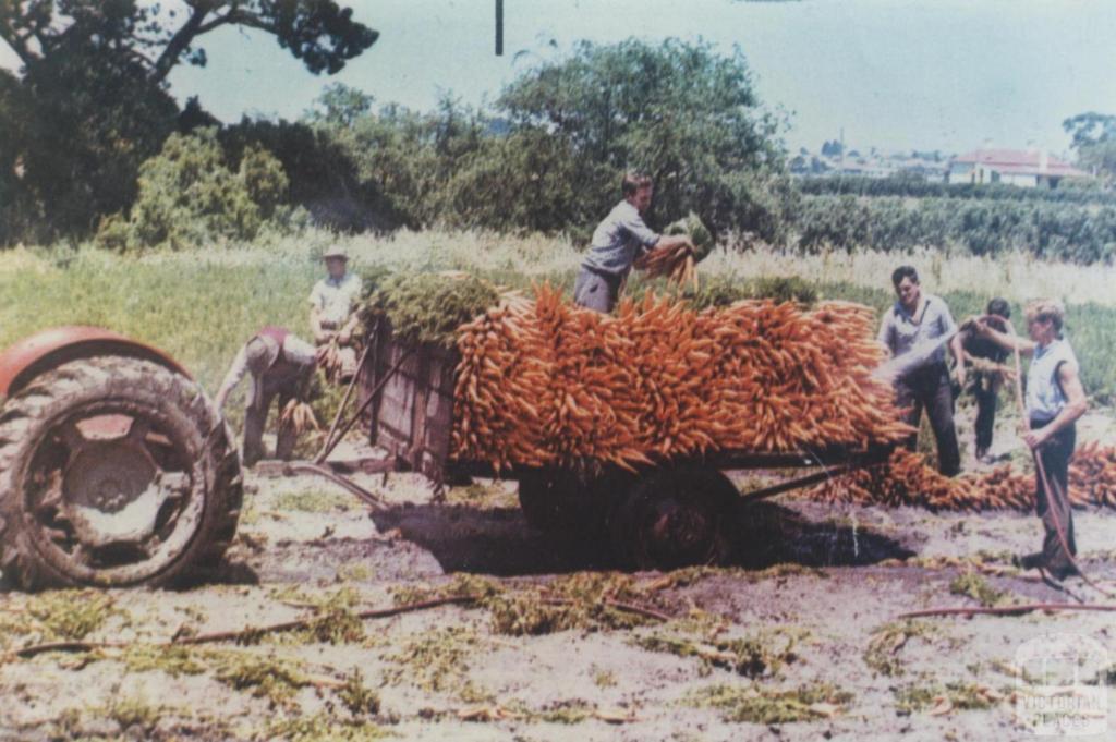 Harvesting carrots, Cheltenham, 1965