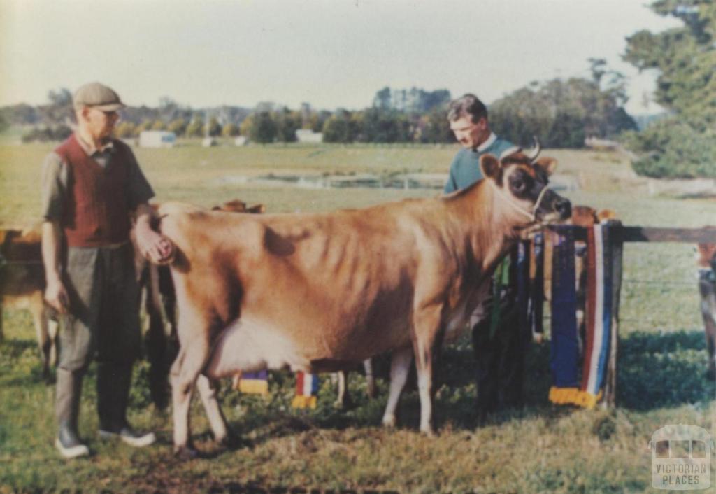 Winner 1965 Royal Show from Lyndhurst Jersey Stud, 1966