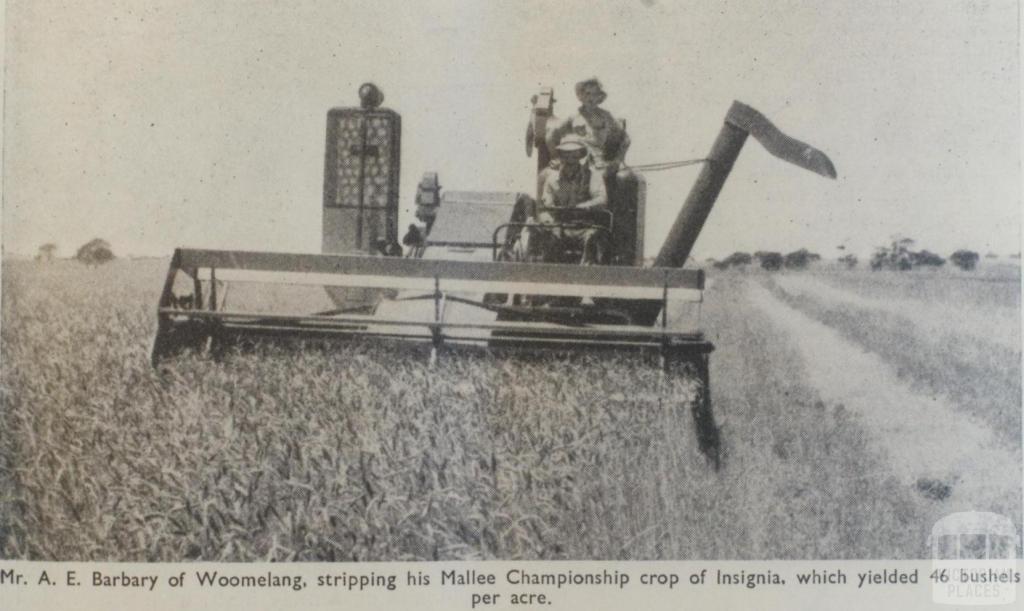 Mallee championship crop, Woomelang, 1956