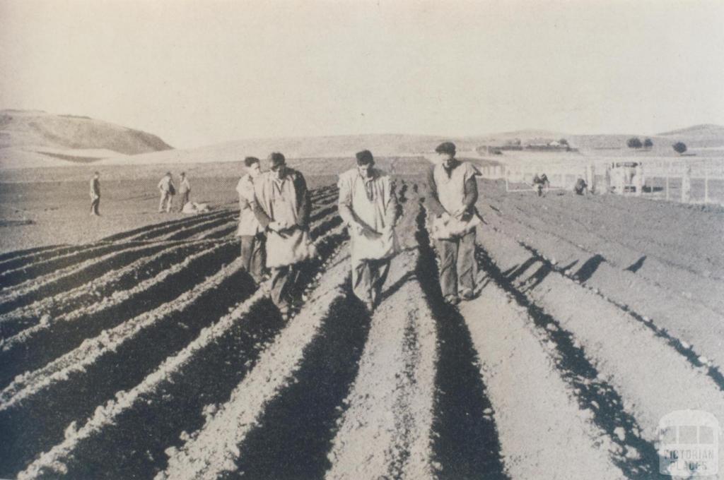 Onion planting, Alvie, 1956