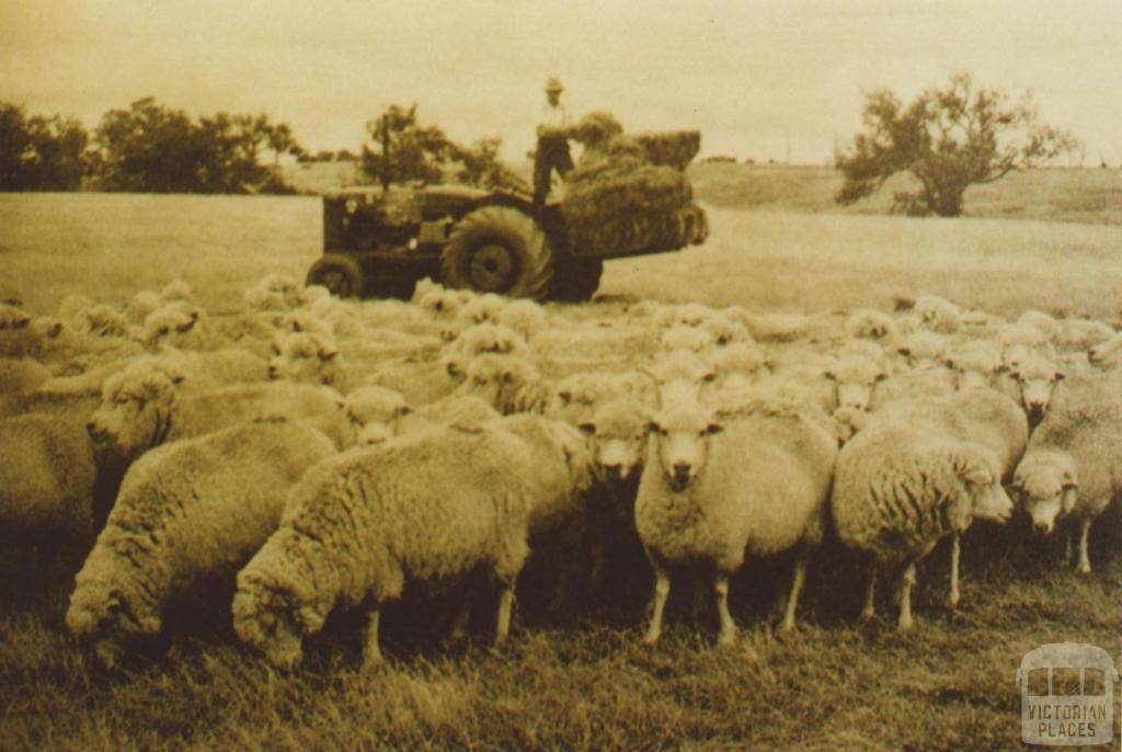 Hand feeding sheep, Little River, 1960