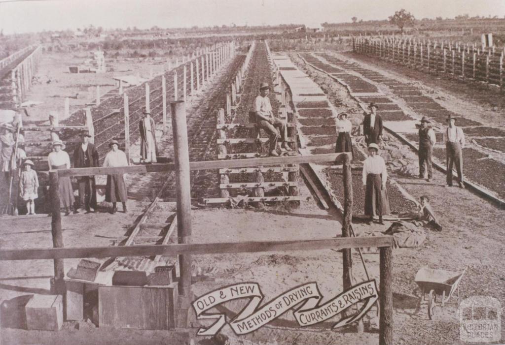 Old and new methods of drying currants and raisins, Mildura, 1917