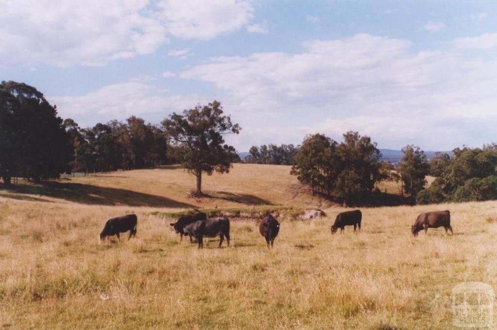 Cattle, Newmerella, 2011