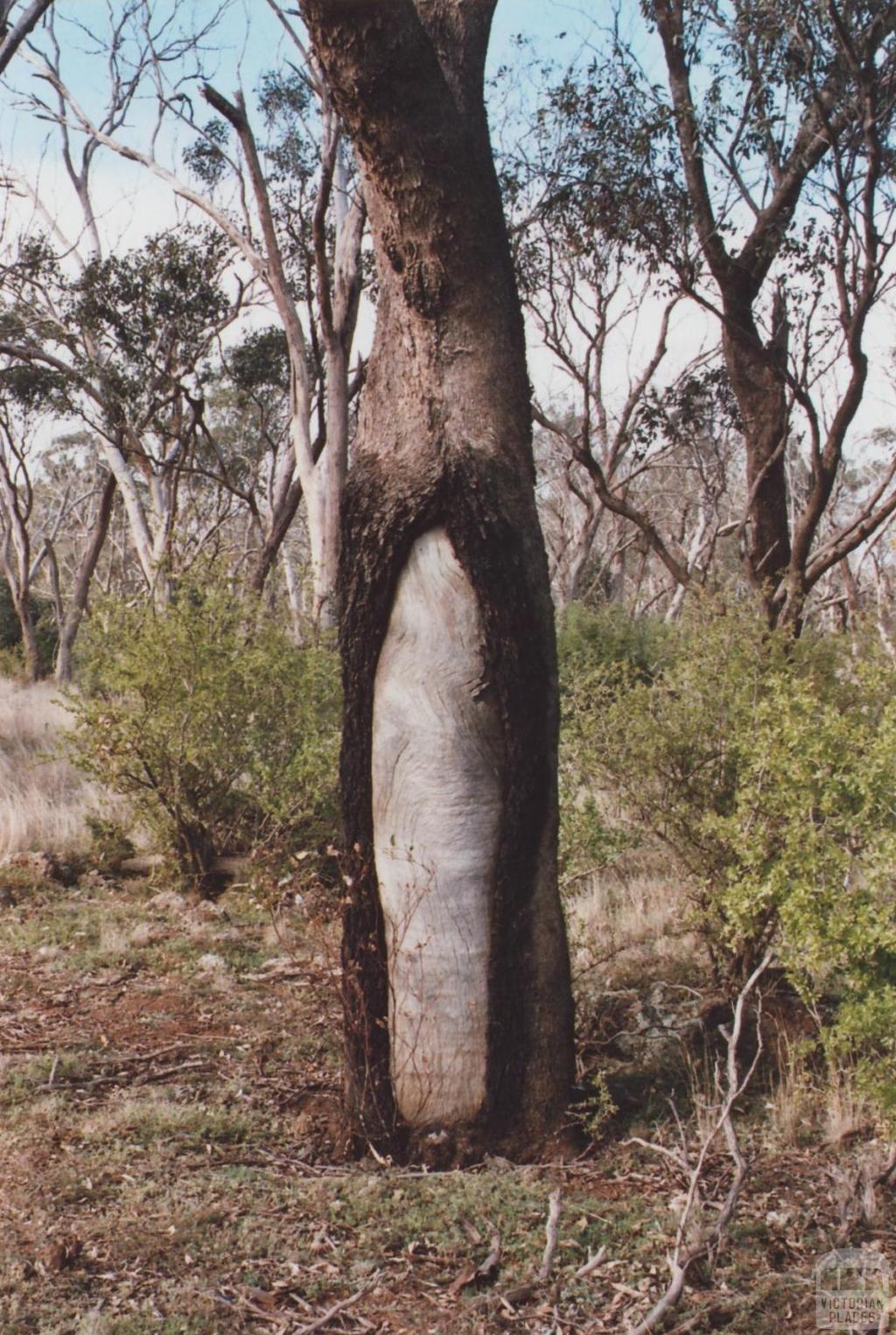 Scar Tree, Eynesbury, 2012