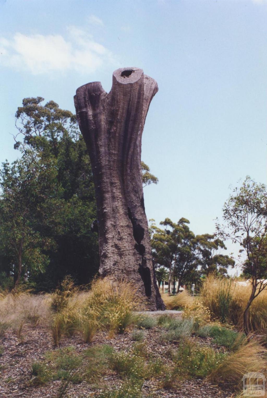 Aboriginal Tree, Burnley Park, 2000