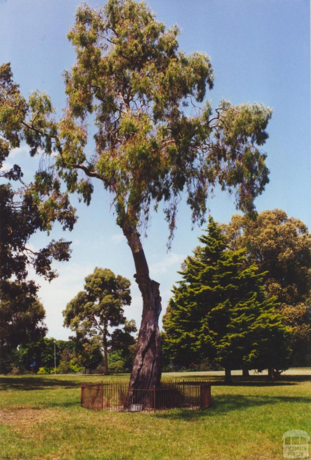 Scarred Tree, Yarra Park, 2000