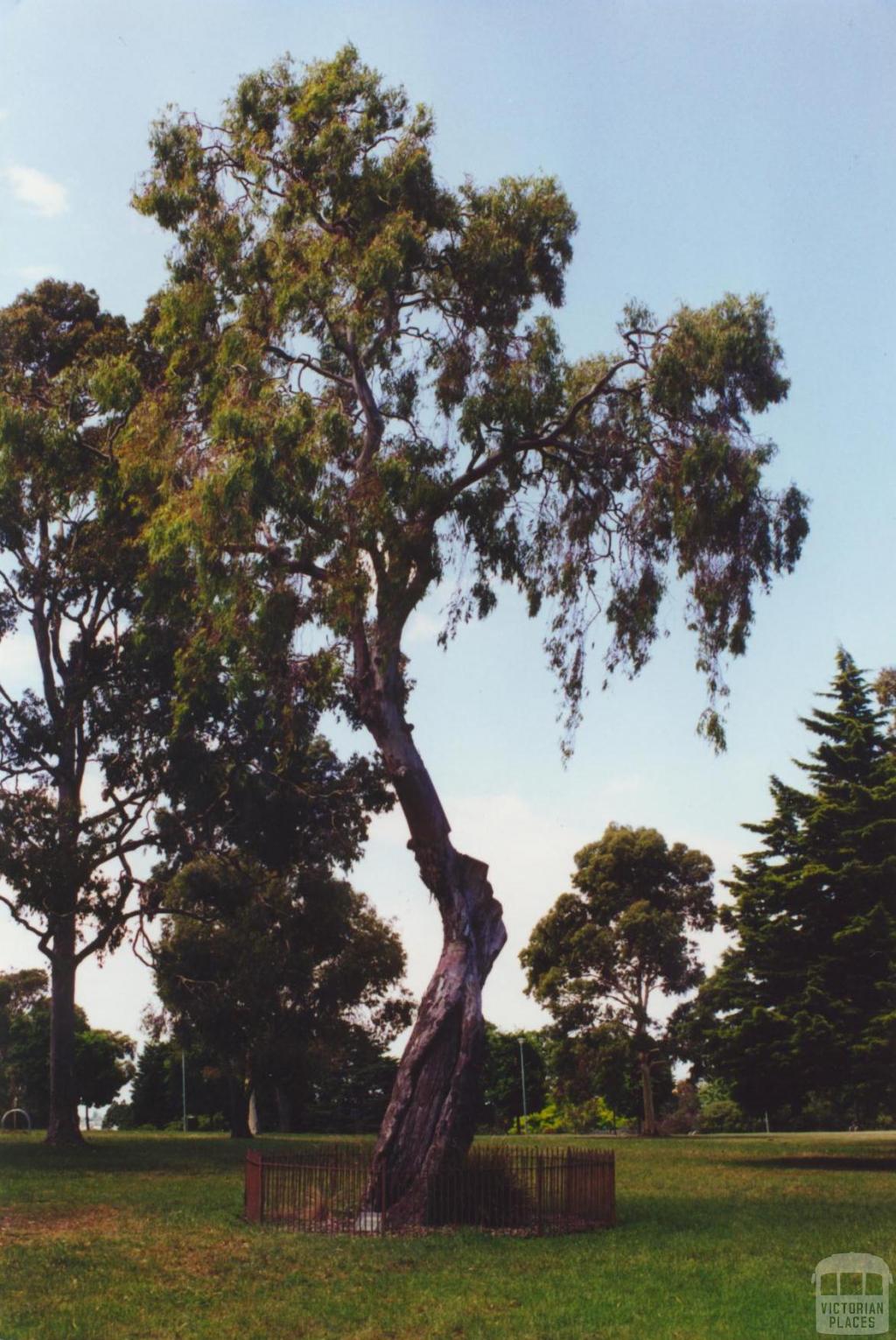 Scarred Tree, Yarra Park, 2000