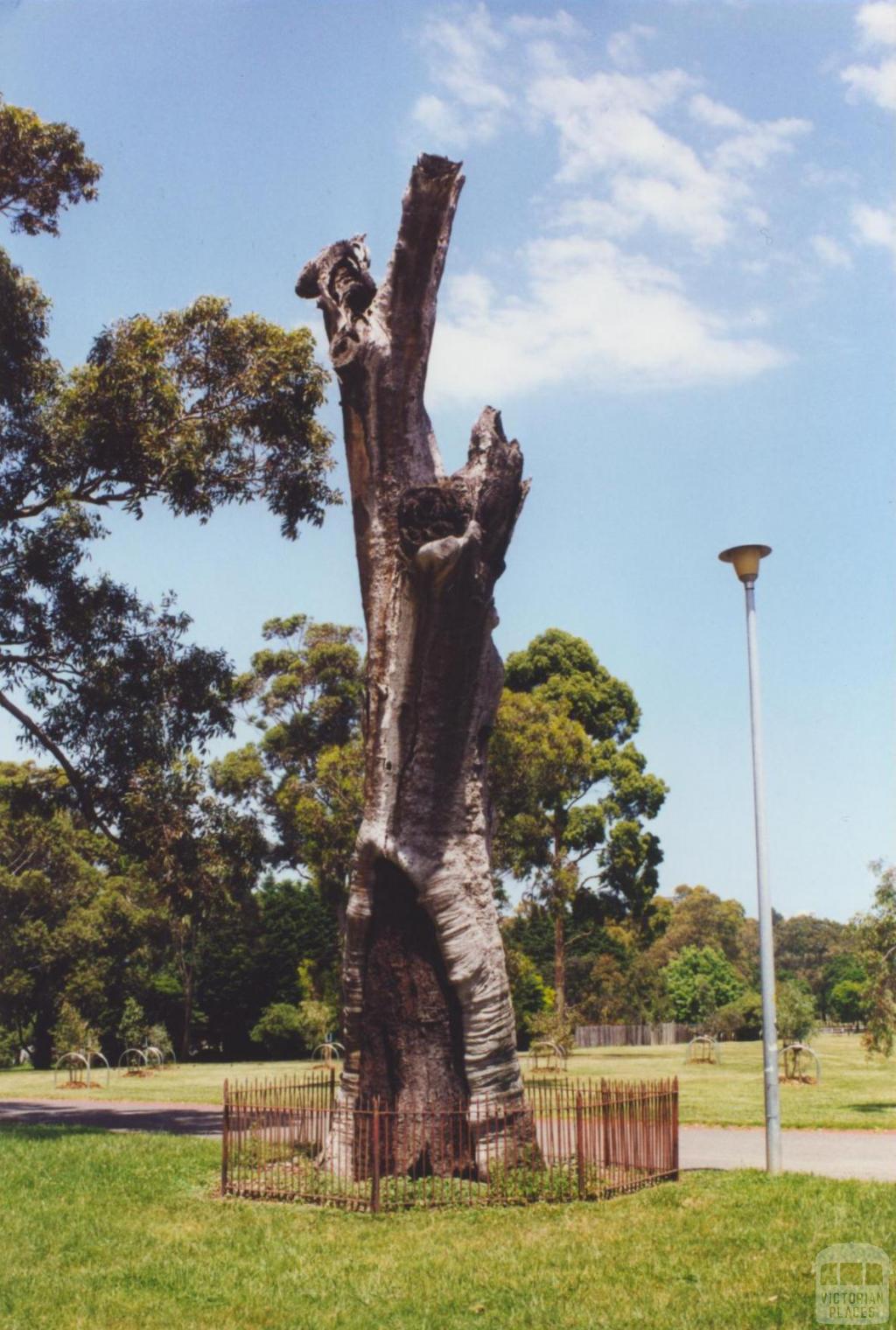 Scarred Tree, Yarra Park, 2000