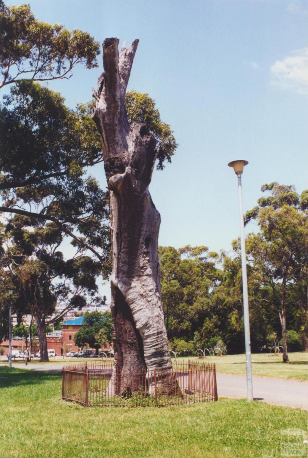 Scarred Tree, Yarra Park (Richmond Ground in the backgound), 2000