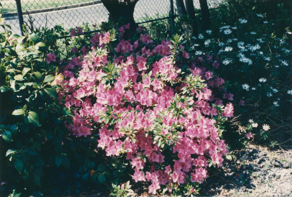 Azaleas, Jasper Road, Bentleigh, 1980