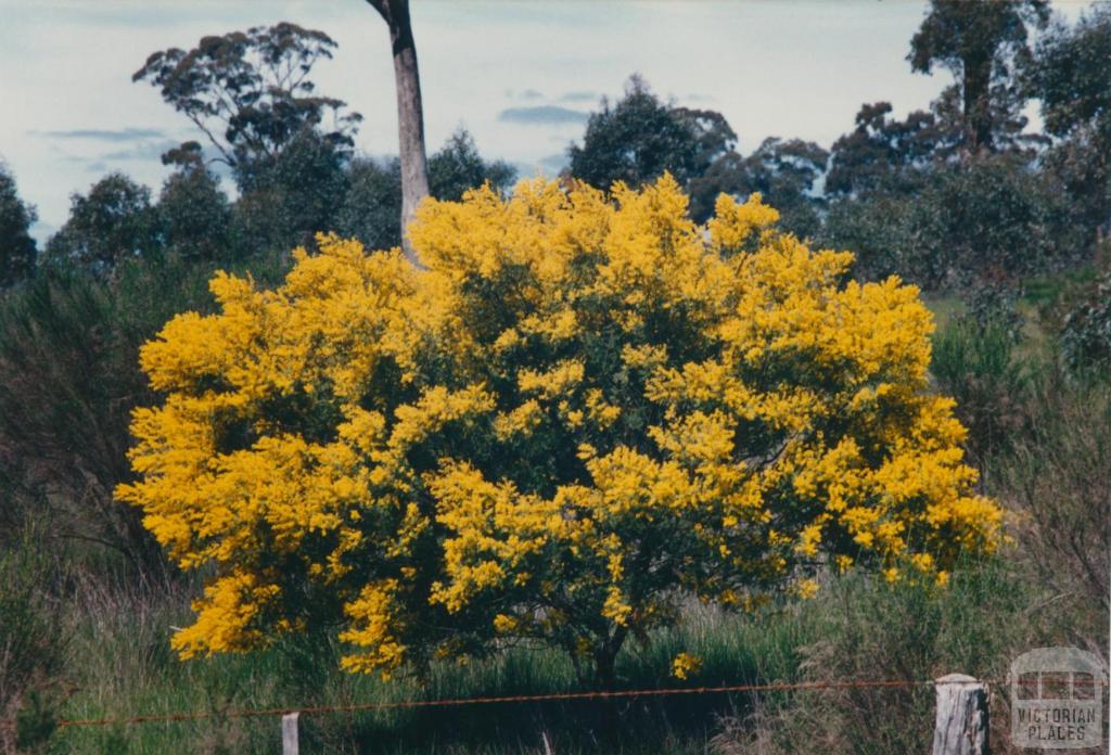 Wattle, Eppalock, 1980