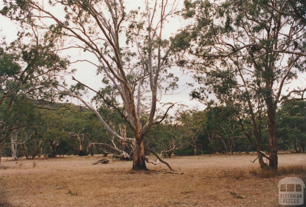 Langi Ghiran, Ararat, 1980