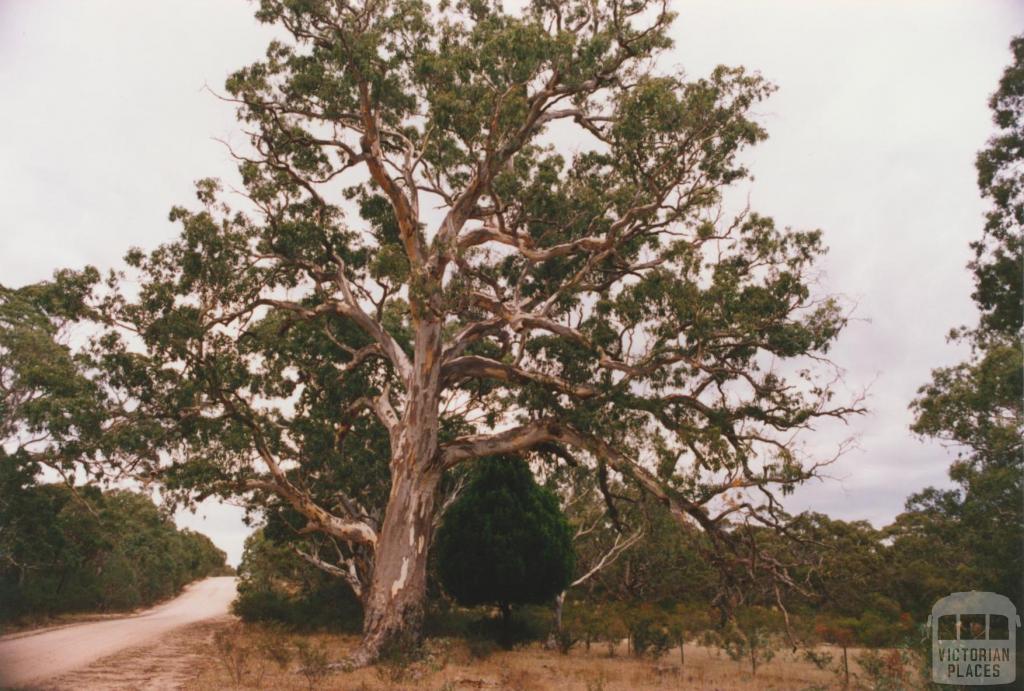 Langi Ghiran, Ararat, 1980