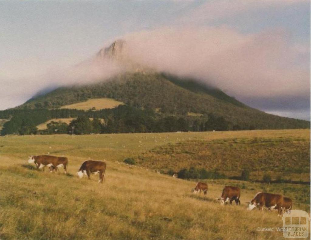 Cattle grazing in front of Mt Sturgeon, Dunkeld