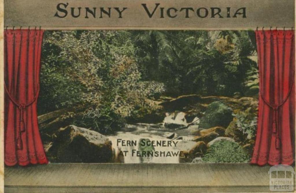 Fern scenery at Fernshaw, 1909