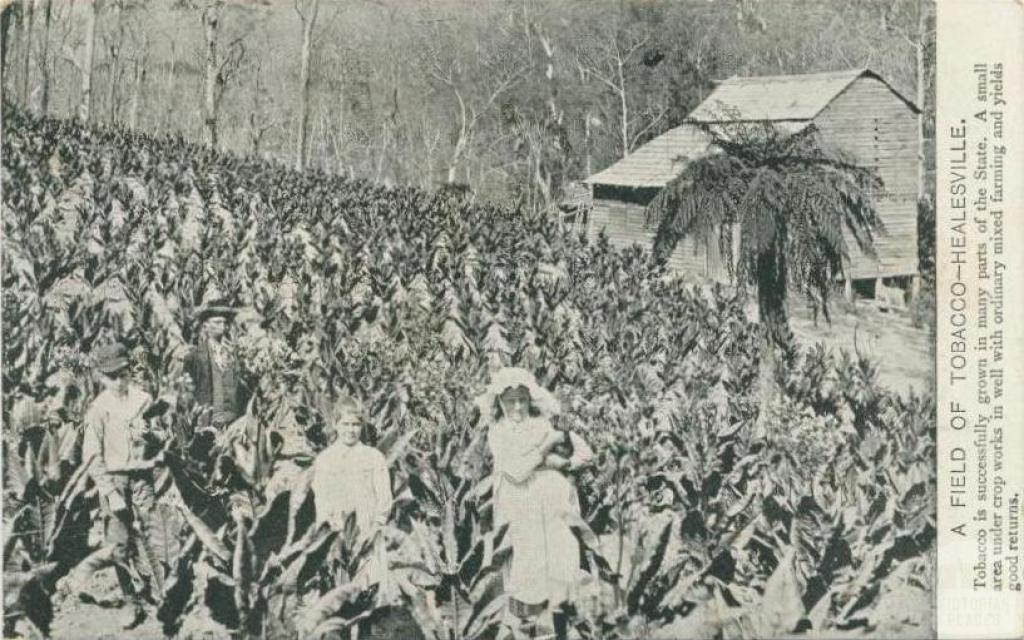 A field of tobacco, Healesville, 1908