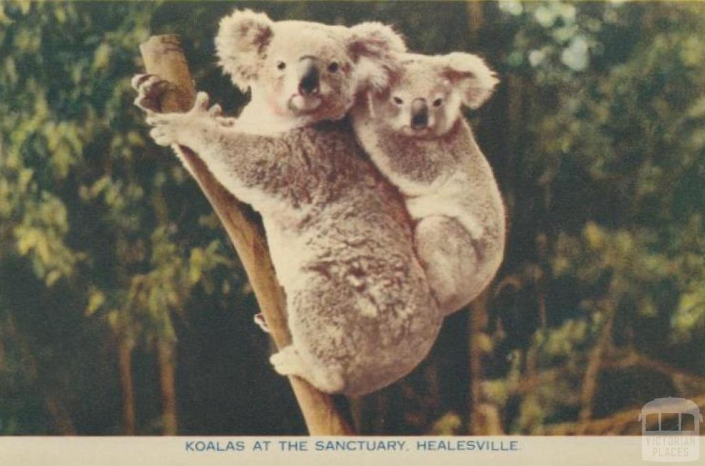 Koalas at the Sanctuary, Healesville