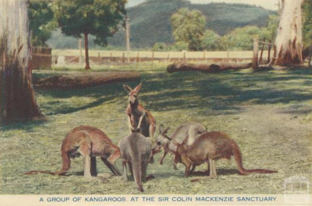 A group of kangaroos at the Sir Colin Mackenzie Sanctuary, Healesville