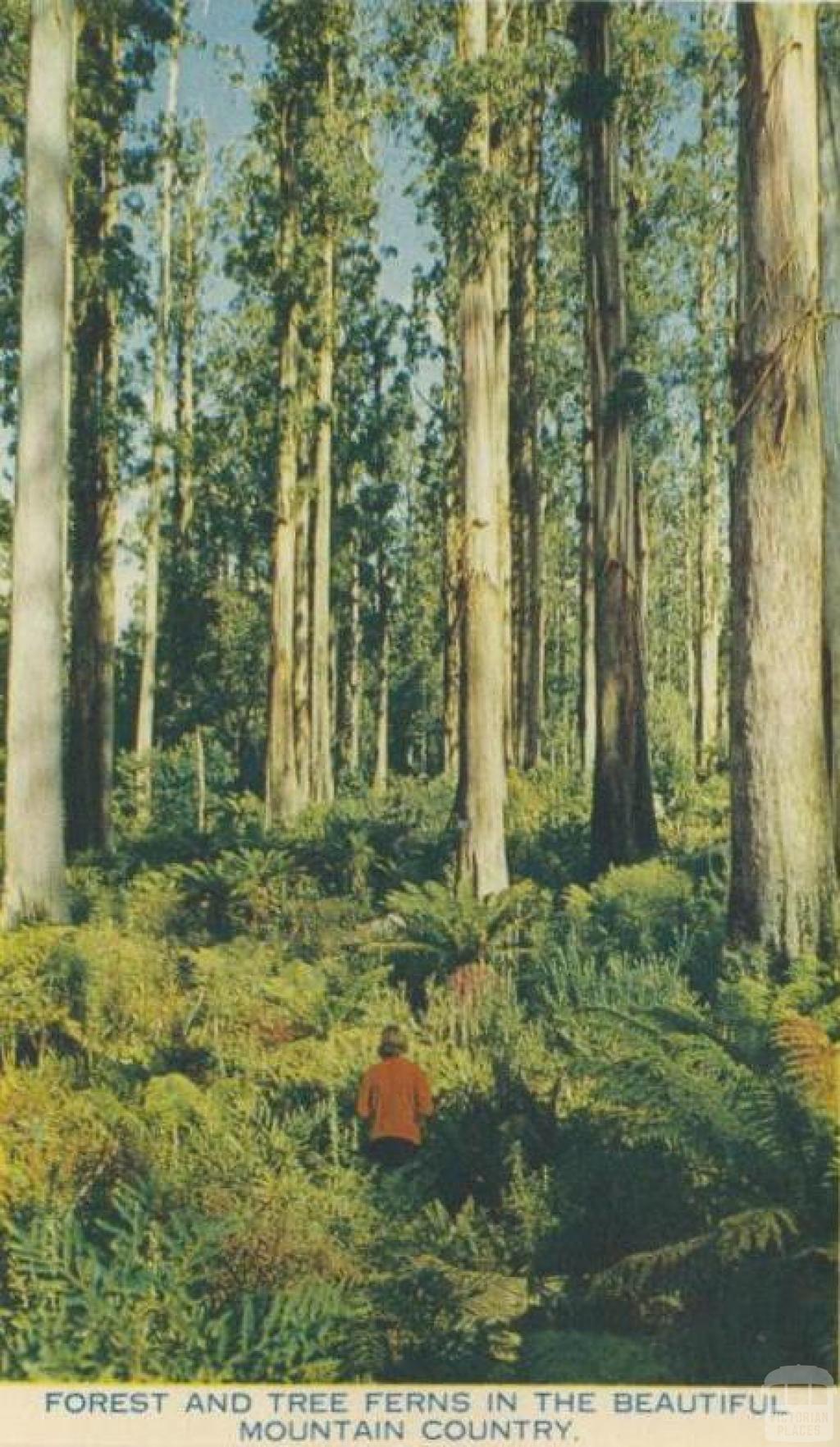 Forest and tree ferns in the beautiful mountain country, Healesville