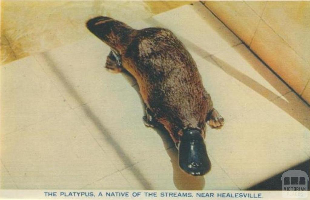 The platypus, a native of the streams, near Healesville