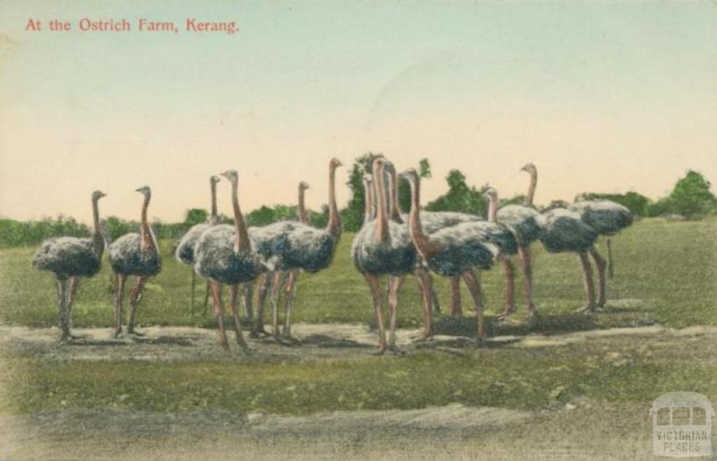 At the Ostrich Farm, Kerang