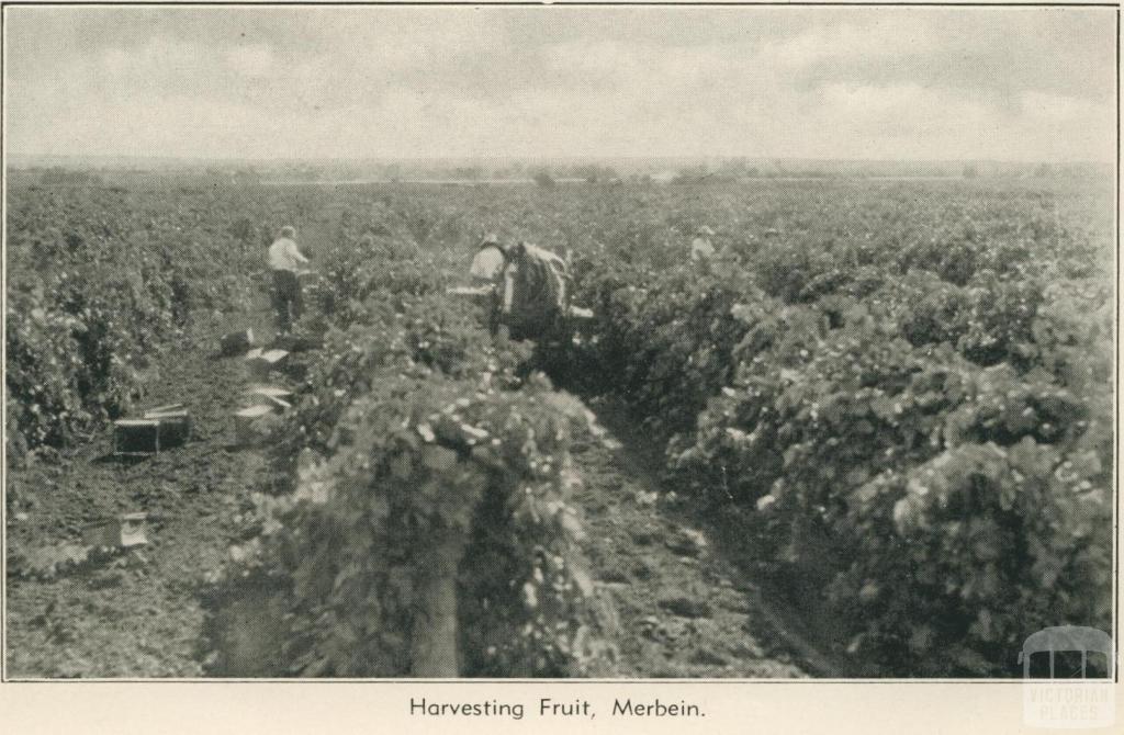 Harvesting fruit, Merbein